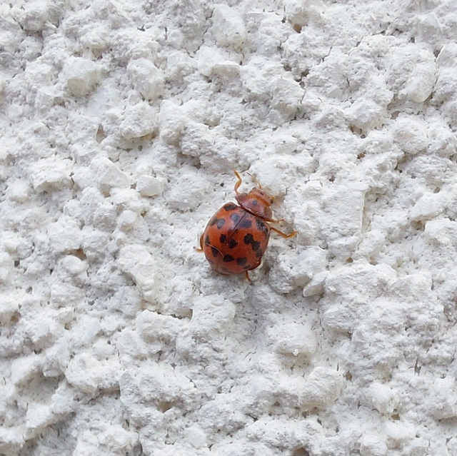 Subcoccinella vigintiquatuorpunctata - lucernaböde