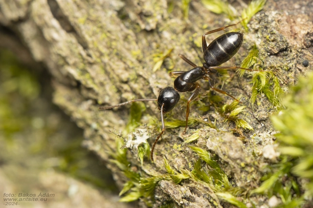 Camponotus fallax - ligeti lóhangya