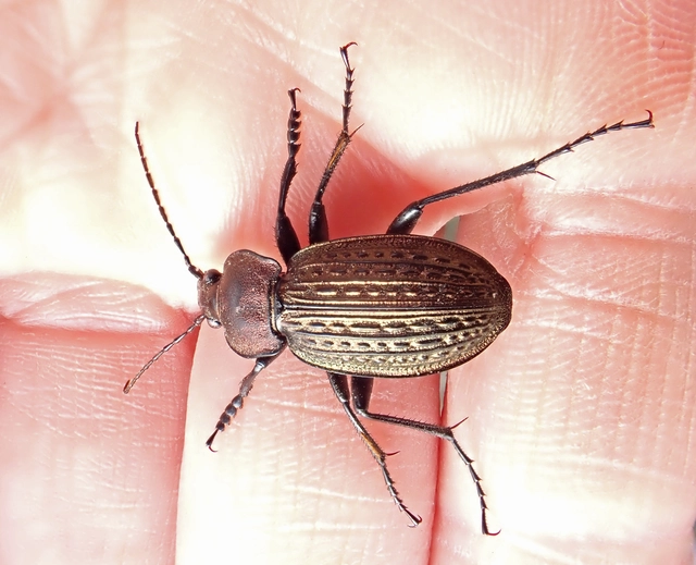 Carabus ulrichii - rezes futrinka