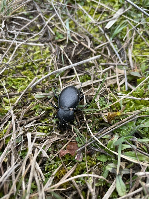 Carabus hungaricus - magyar futrinka