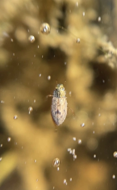 Helophorus