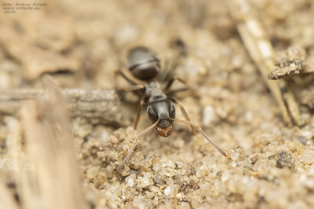 Lasius bombycina - pusztai feketehangya