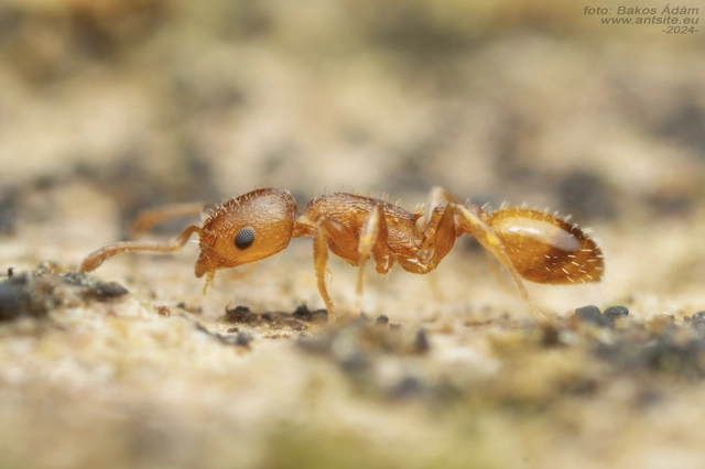 Temnothorax turcicus - sárga kéreghangya