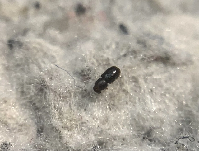 Sulcacis nitidus - apró taplószú