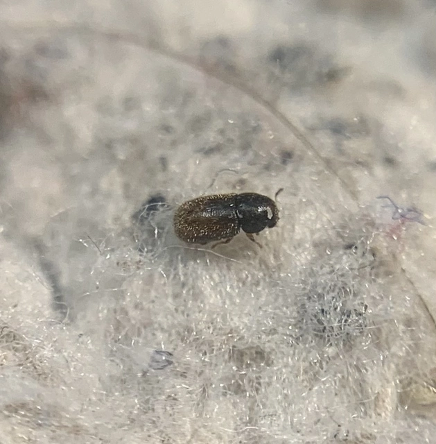 Sulcacis nitidus - apró taplószú