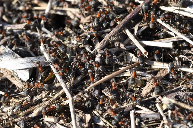 Formica pratensis - réti vöröshangya