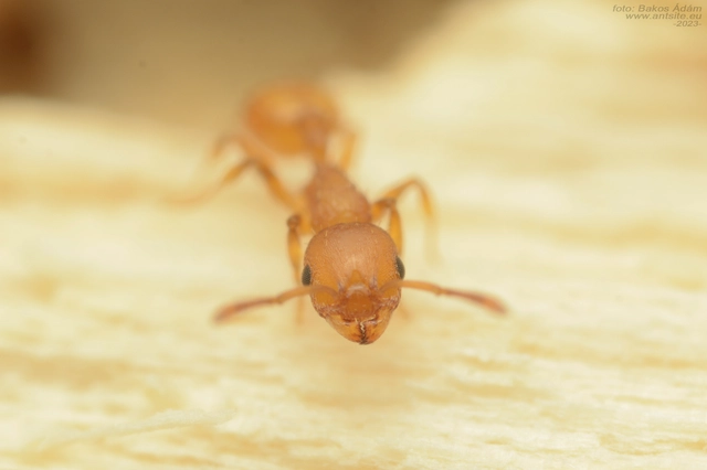 Temnothorax turcicus - sárga kéreghangya