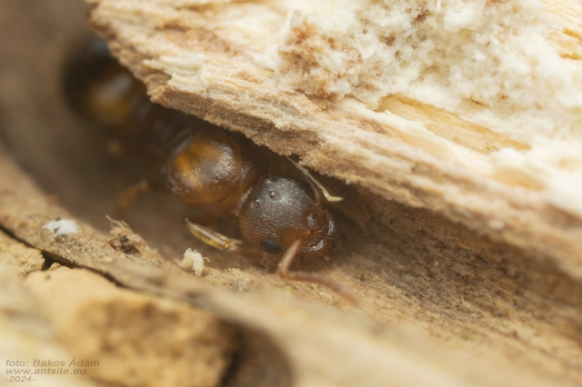 Temnothorax crassispinus - gubacslakó kéreghangya