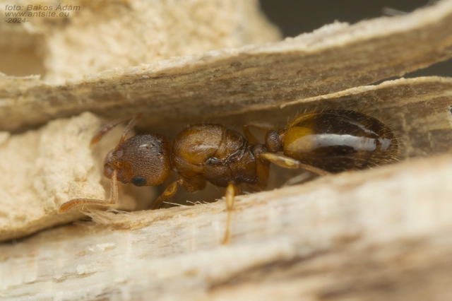 Temnothorax crassispinus - gubacslakó kéreghangya