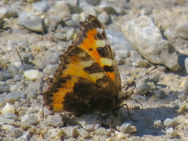 Nymphalis urticae - kis rókalepke Nymphalis urticae - kis rókalepke