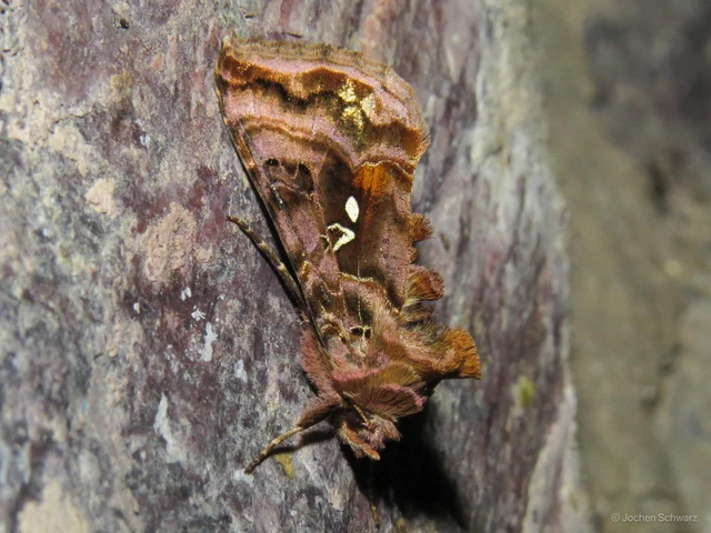 Autographa pulchrina - sötét aranybagoly Autographa pulchrina - sötét aranybagoly