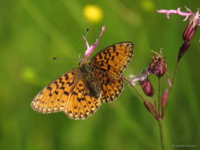 Boloria selene - fakó gyöngyházlepke