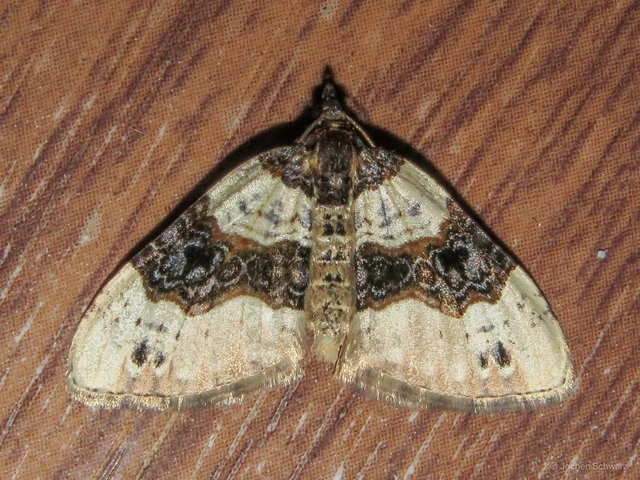 Cosmorhoe ocellata - szemes galajaraszoló