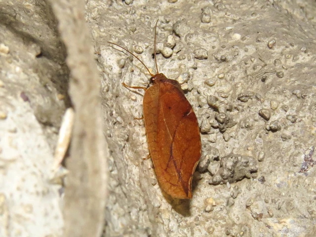 Drepanepteryx phalaenoides