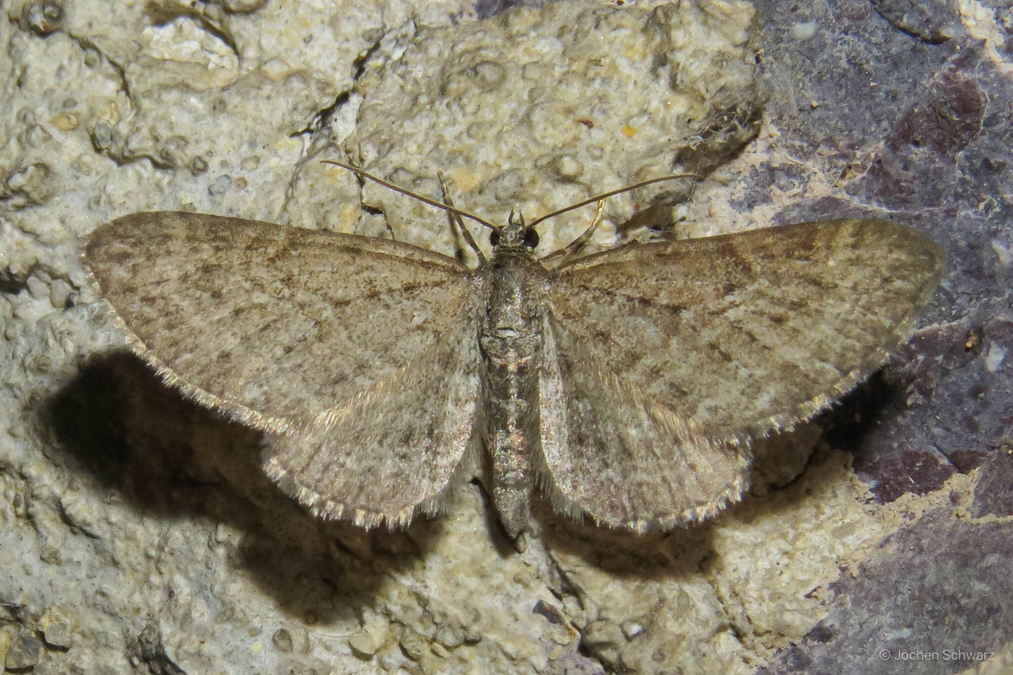 Eupithecia satyrata - hegyi törpearaszoló