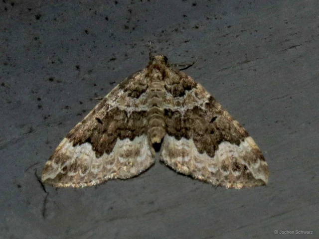 Lampropteryx suffumata - füstös araszoló