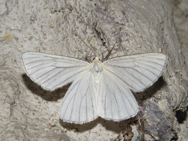 Siona lineata - vonalas fehéraraszoló