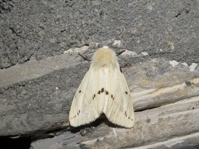 Spilarctia lutea - sárgás medvelepke