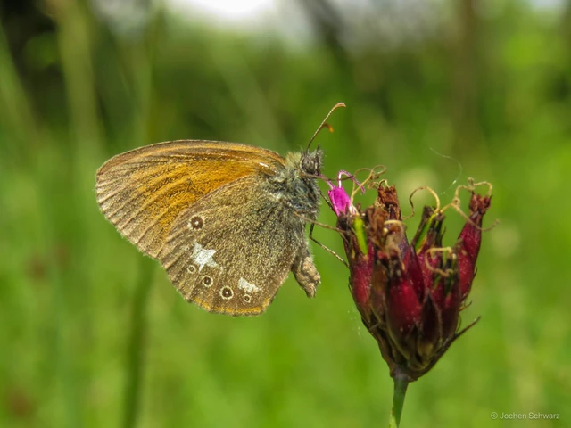 Coenonympha glycerion - közönséges szénalepke