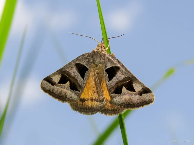 Gonospileia triquetra - kakukkfű-nappalibagoly