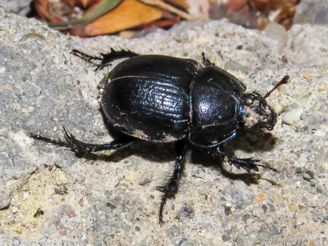 Anoplotrupes stercorosus - erdei álganéjtúró