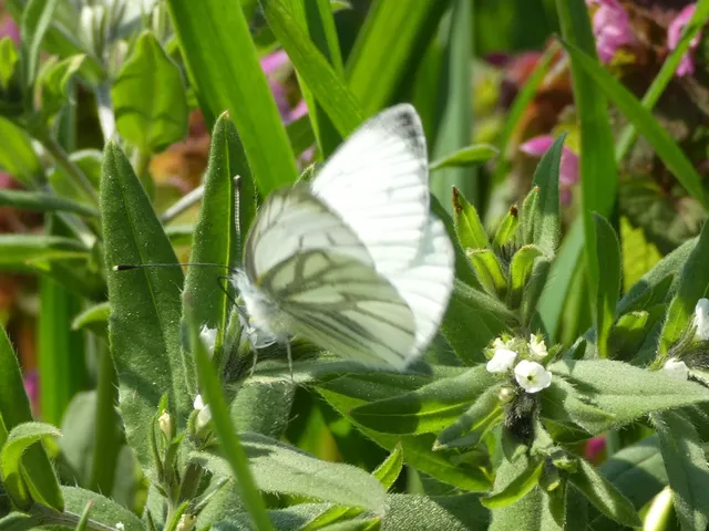 Pieris napi - repcelepke