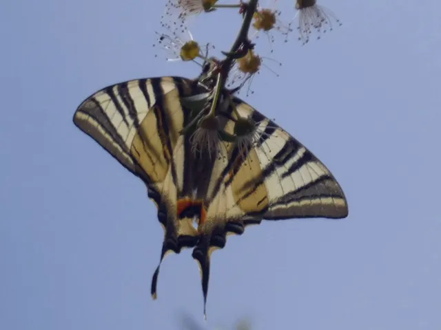 Iphiclides podalirius - kardoslepke