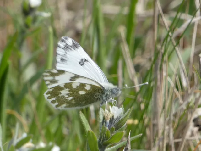 Pontia edusa - rezedalepke