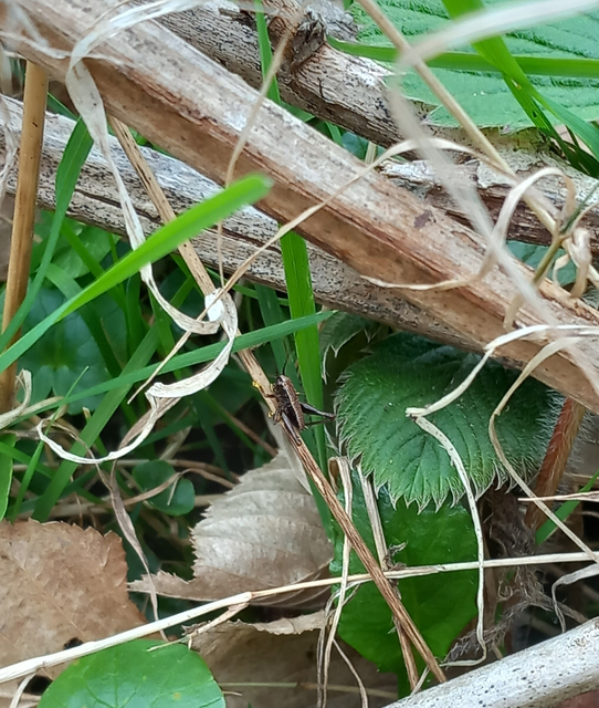 Pholidoptera griseoaptera - szürke avarszöcske