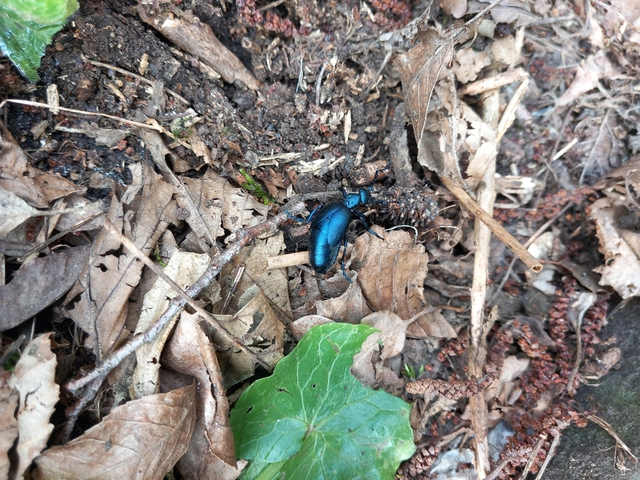 Meloe violaceus - kék nünüke