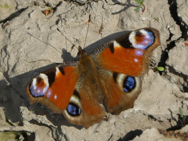 Nymphalis io - nappali pávaszem