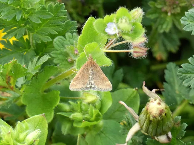 Pyrausta despicata - réti bíbormoly
