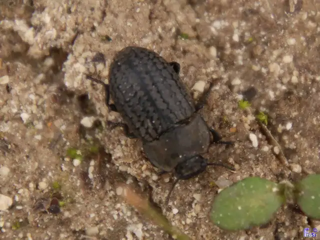 Opatrum sabulosum - sároshátú gyászbogár