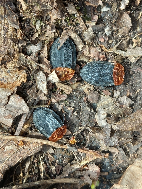 Oiceoptoma thoracicum - vörösnyakú dögbogár