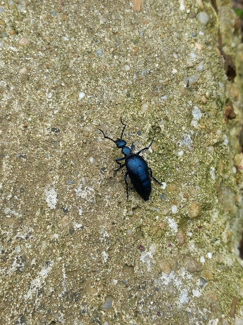 Meloe violaceus - kék nünüke