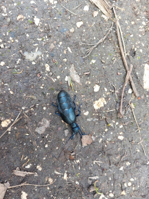 Meloe violaceus - kék nünüke