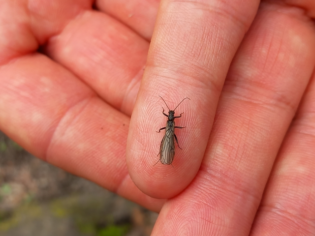 Plecoptera - Álkérészek