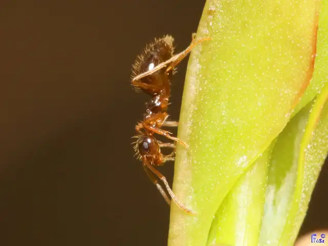 Prenolepis nitens - ragyogóhangya