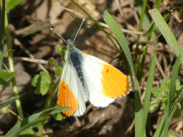 Anthocharis cardamines - hajnalpírlepke