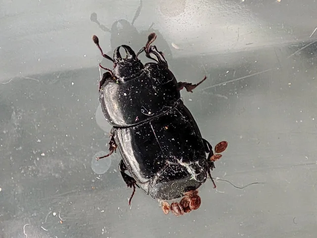 Hololepta plana - lemez-sutabogár