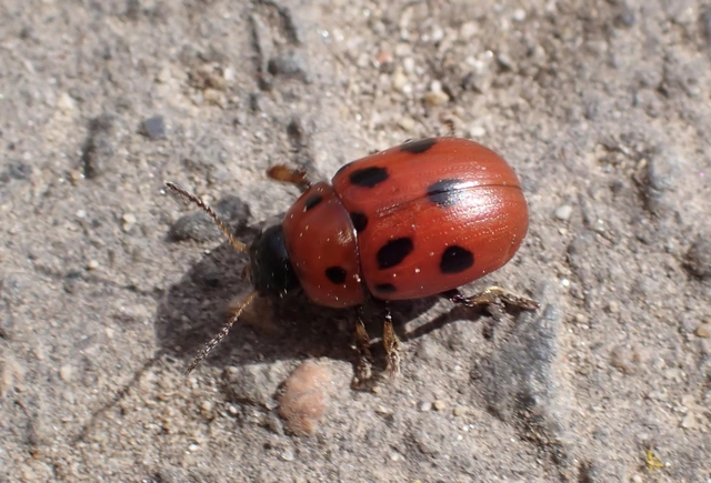 Gonioctena fornicata - közönséges lucernabogár
