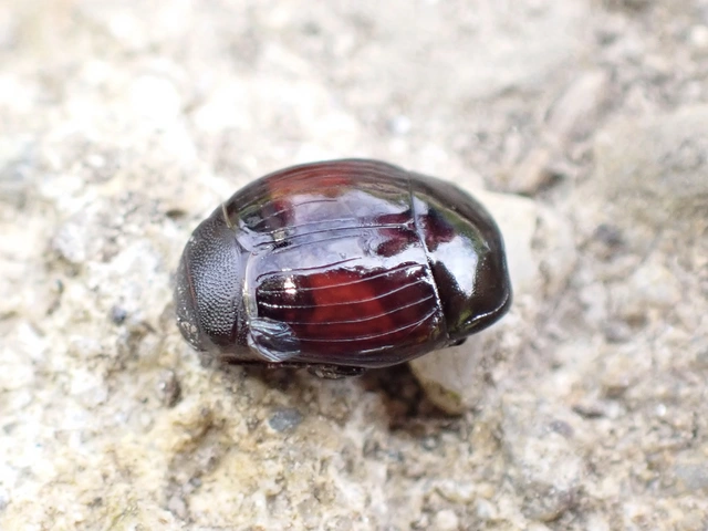 Margarinotus purpurascens - vöröslő sutabogár