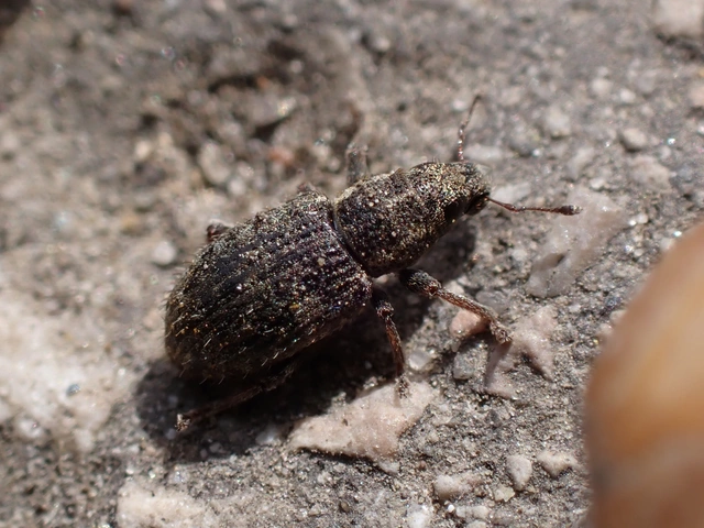 Sitona hispidulus - szőrös csipkézőbogár