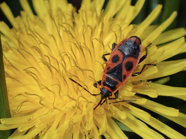 Pyrrhocoris apterus - verőköltő poloska