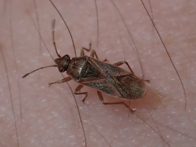 Arocatus longiceps - platánbodobács