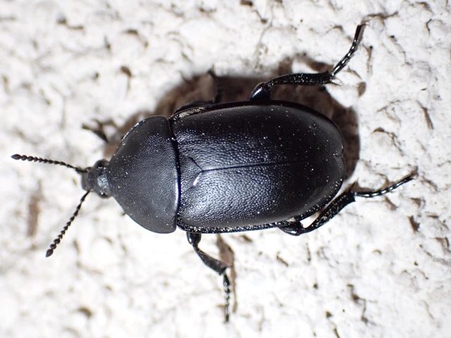 Ablattaria laevigata - sima csigarabló