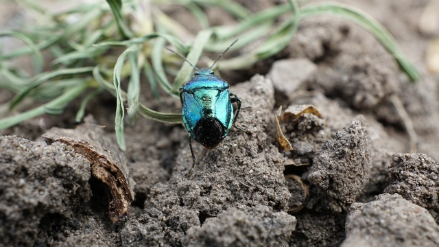 Zicrona caerulea - acélkék poloska Zicrona caerulea - acélkék poloska