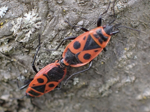 Pyrrhocoris apterus - verőköltő poloska