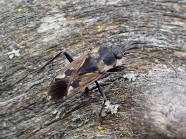Rhyparochromus vulgaris - közönséges díszesbodobács