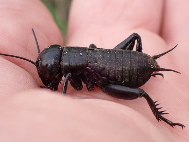 Gryllus campestris - mezei tücsök